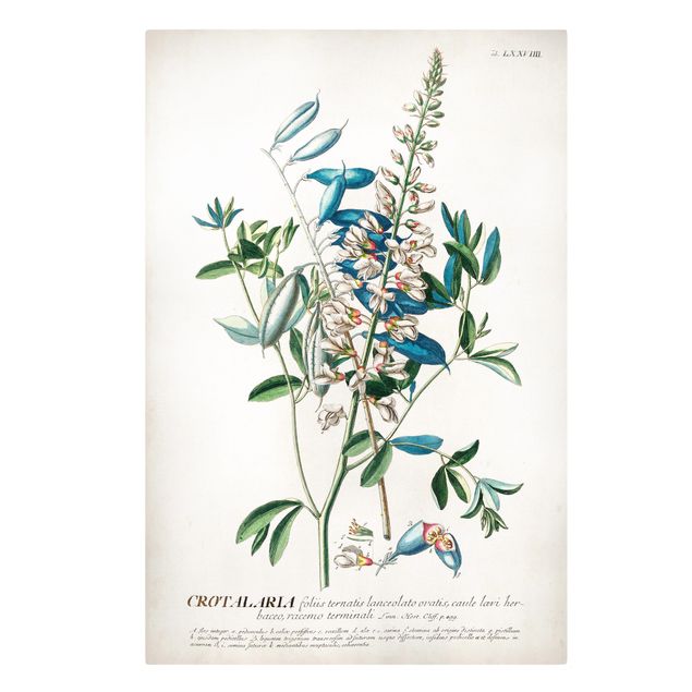 Print on canvas - Vintage Botanical Illustration Legumes