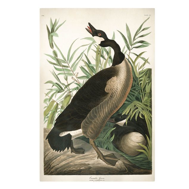 Print on canvas - Vintage Board Canada Goose