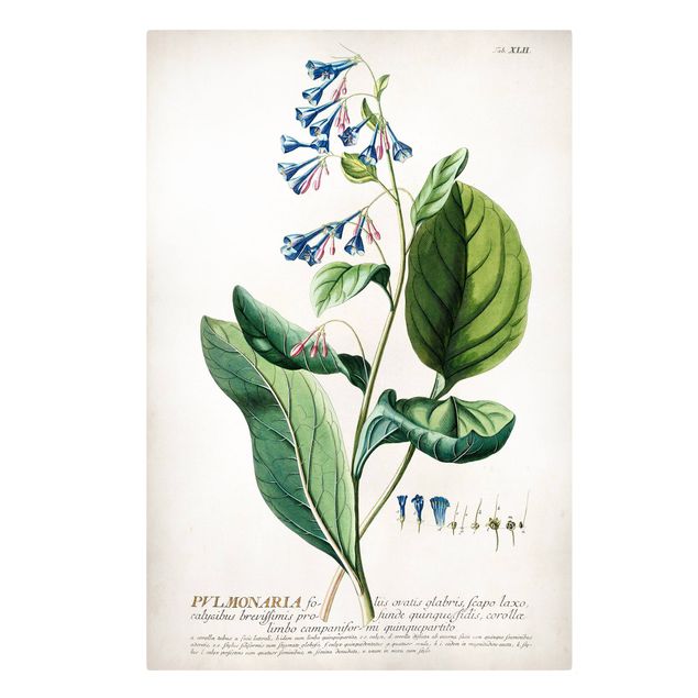 Print on canvas - Vintage Botanical Illustration Lungwort