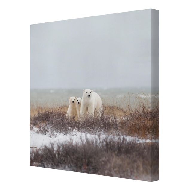 Print on canvas - Polar Bear And Her Cubs