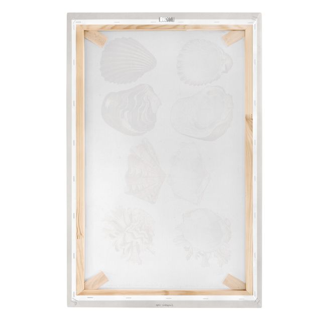 Print on canvas - Vintage Board Eight Shells Rose Cream