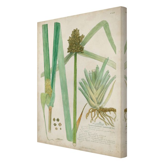 Print on canvas - Vintage Botany Drawing Grasses III