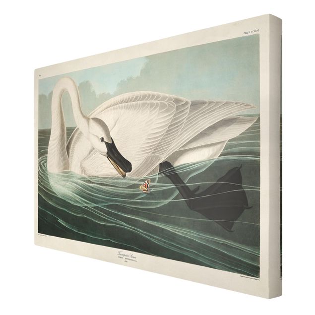 Print on canvas - Vintage Board Trumpeter Swan