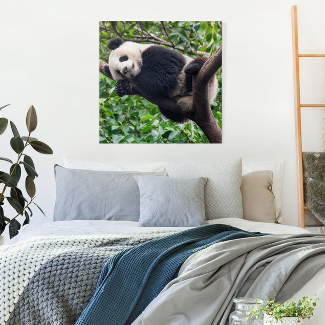 Print on canvas - Sleeping Panda On Tree Branch