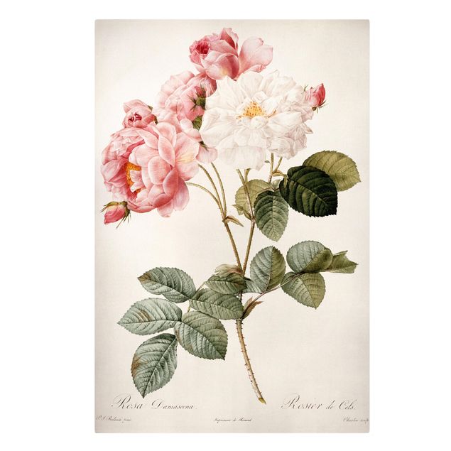 Canvas print - Pierre Joseph Redoute - Pink Damascena