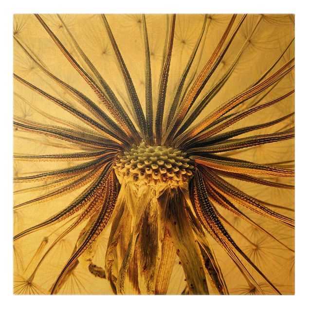 Canvas print gold - Dandelion Close Up
