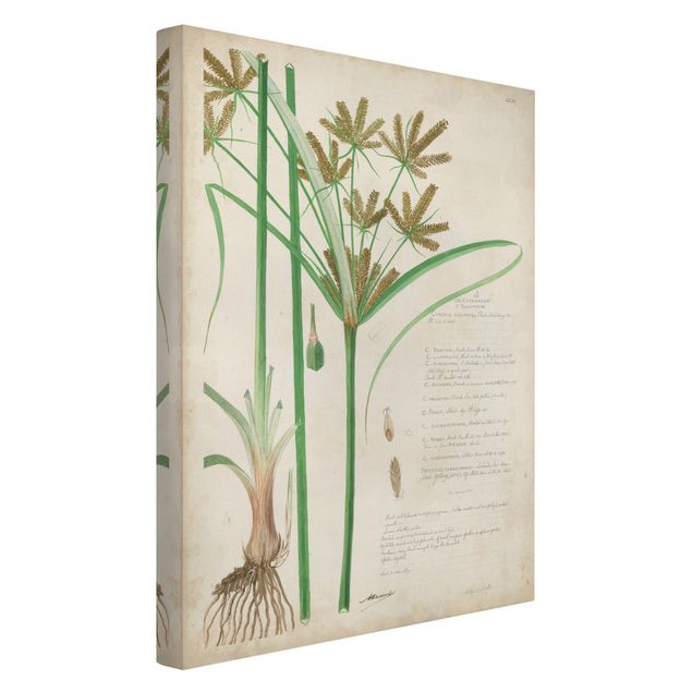 Print on canvas - Vintage Botany Drawing Grasses I