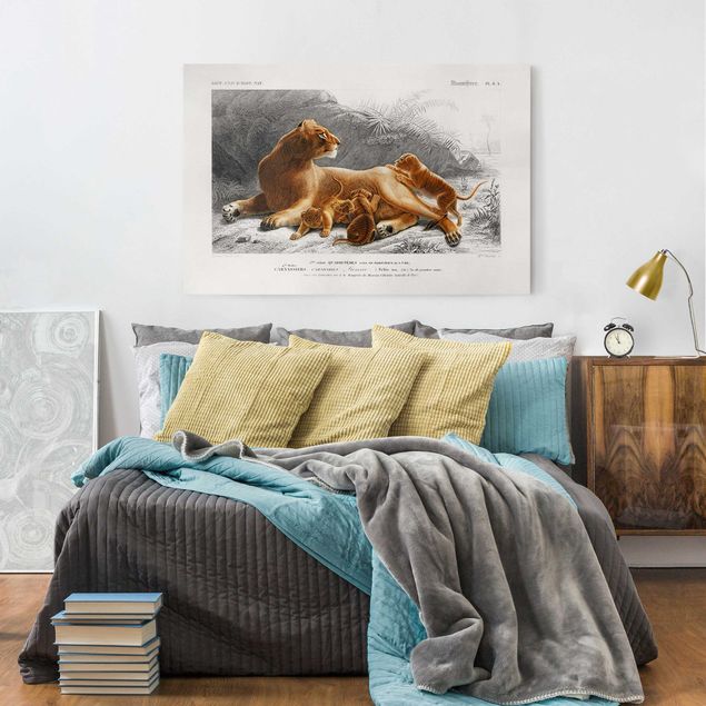 Print on canvas - Vintage Board Lioness And Lion Cubs