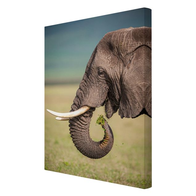 Print on canvas - Feeding Elephants In Africa