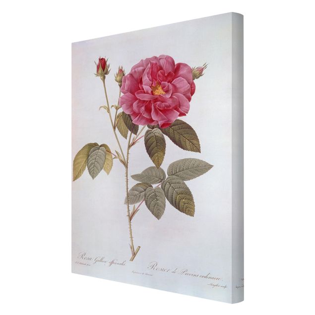 Canvas print - Pierre Joseph Redoute - Apothecary's Rose