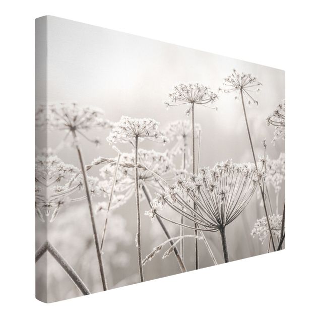 Canvas print - Umbel Covered In Hoarfrost