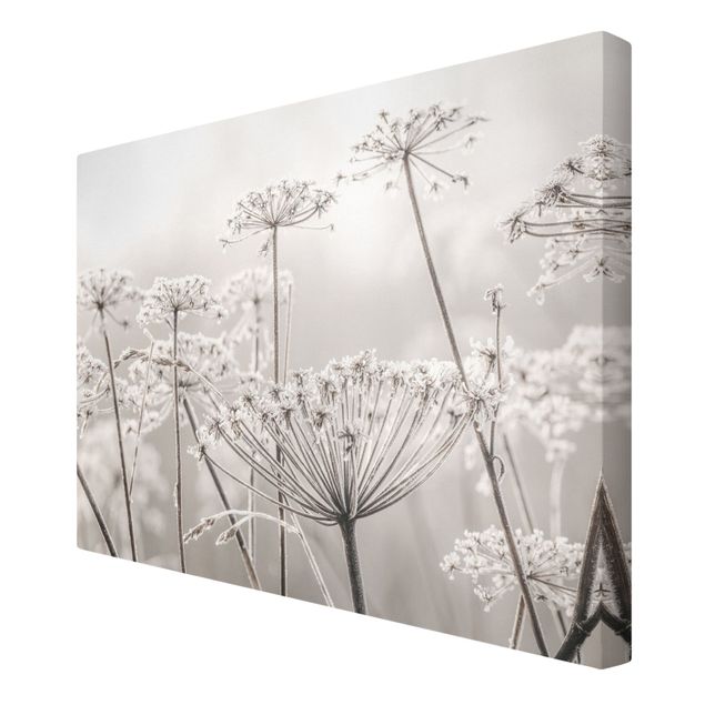 Canvas print - Umbel Covered In Hoarfrost