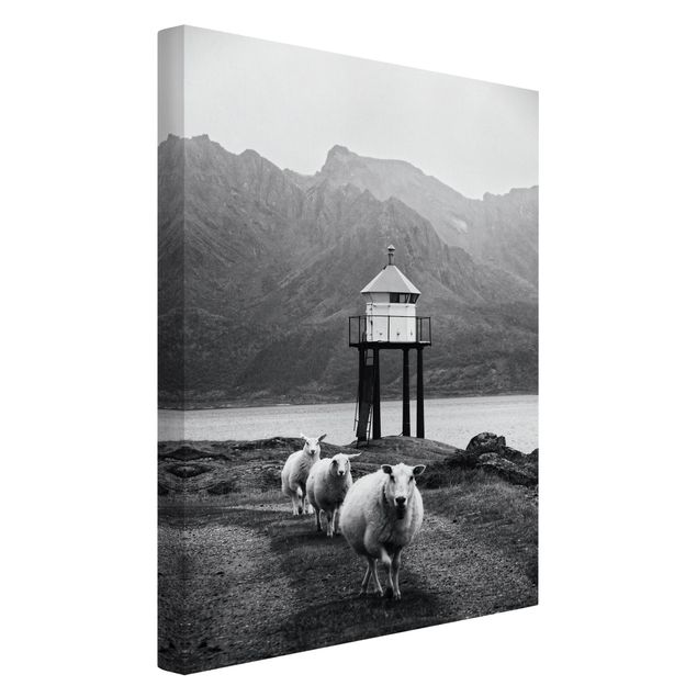 Canvas print - Three Sheep On the Lofoten