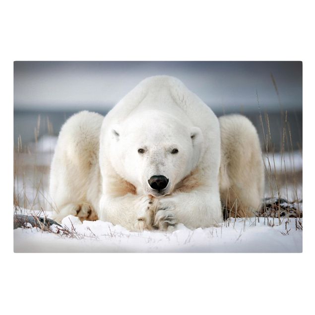 Print on canvas - Contemplative Polar Bear