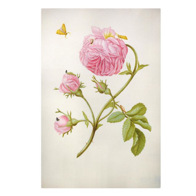 Canvas print - Anna Maria Sibylla Merian - Wild Rose With Gracillariidae