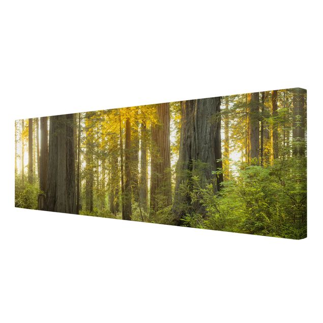 Print on canvas - Redwood National Park