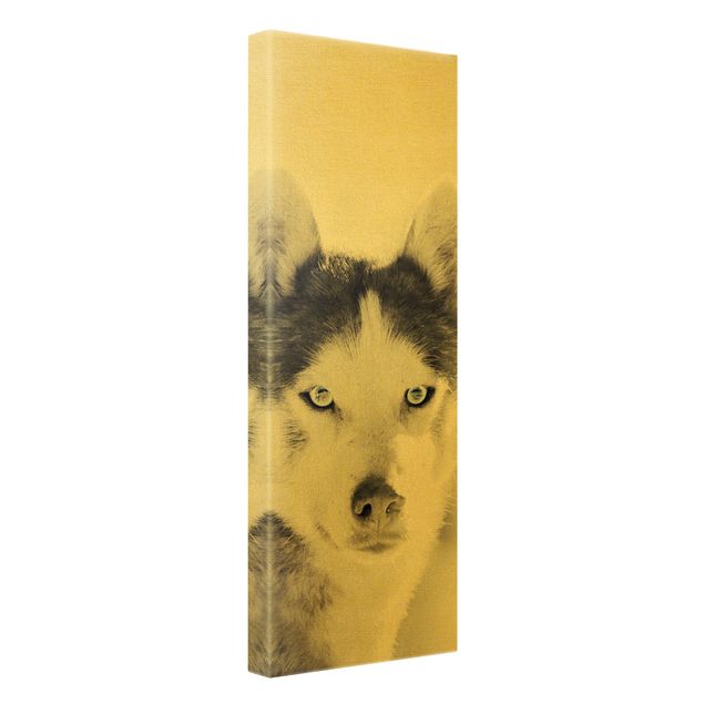 Canvas print gold - Husky Portrait