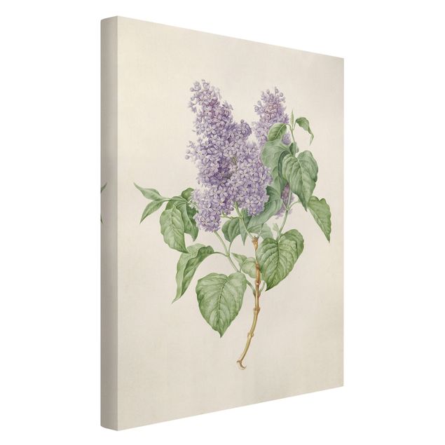 Print on canvas - Maria Geertruyd Barber-Snabilie - Lilac