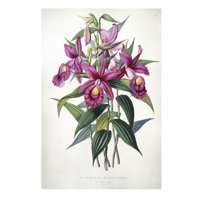 Print on canvas - Maxim Gauci - Orchid I