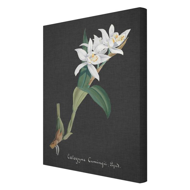 Print on canvas - White Orchid On Linen II