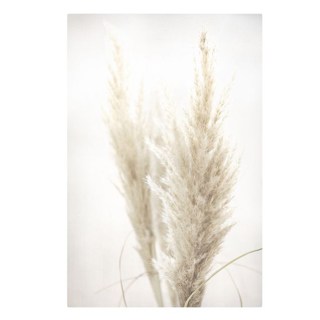 Canvas print - Soft Pampas Grass
