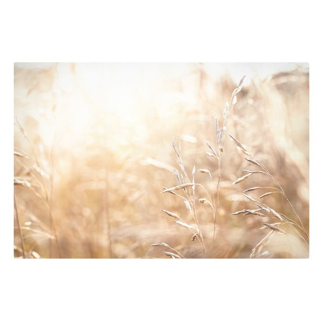 Canvas print - Grasses In The Sun