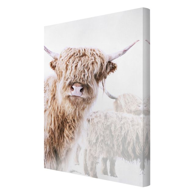 Canvas print - Highland Cattle Karlo