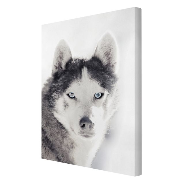 Canvas print - Husky Portrait