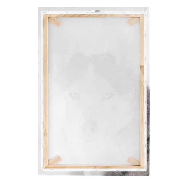 Canvas print - Husky Portrait
