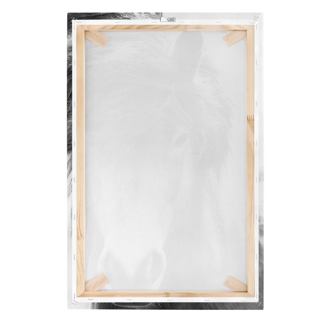 Canvas print - Icelandic Horse In Black And White