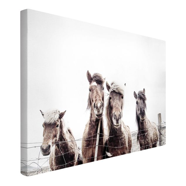 Canvas print - Icelandic Horse