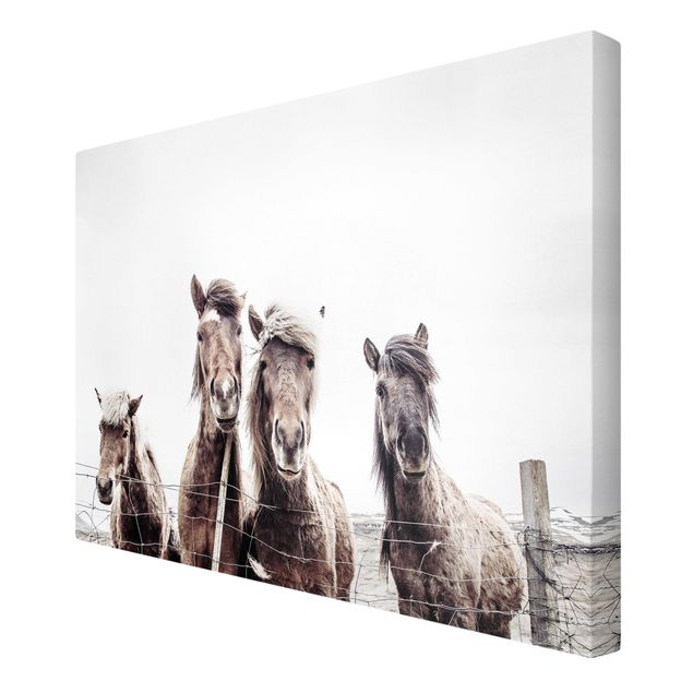 Canvas print - Icelandic Horse