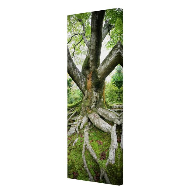 Print on canvas - Old Tree