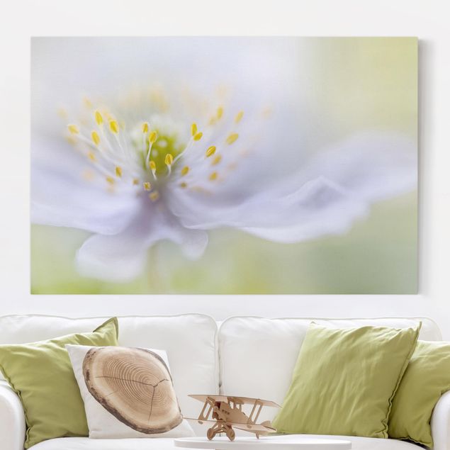 Print on canvas - Anemone Beauty