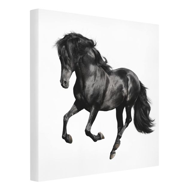 Print on canvas - Arabian Stallion