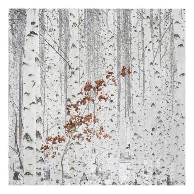Print on canvas - Birch Trees In Autumn