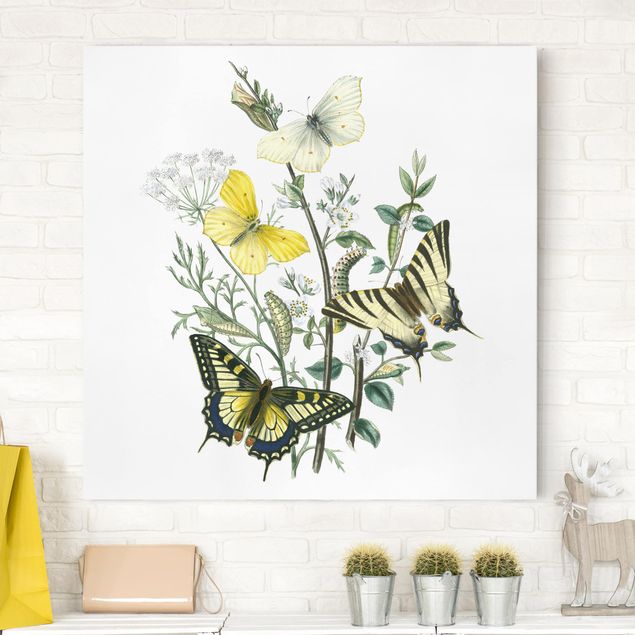 Print on canvas - British Butterflies III