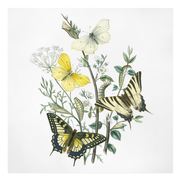 Print on canvas - British Butterflies III