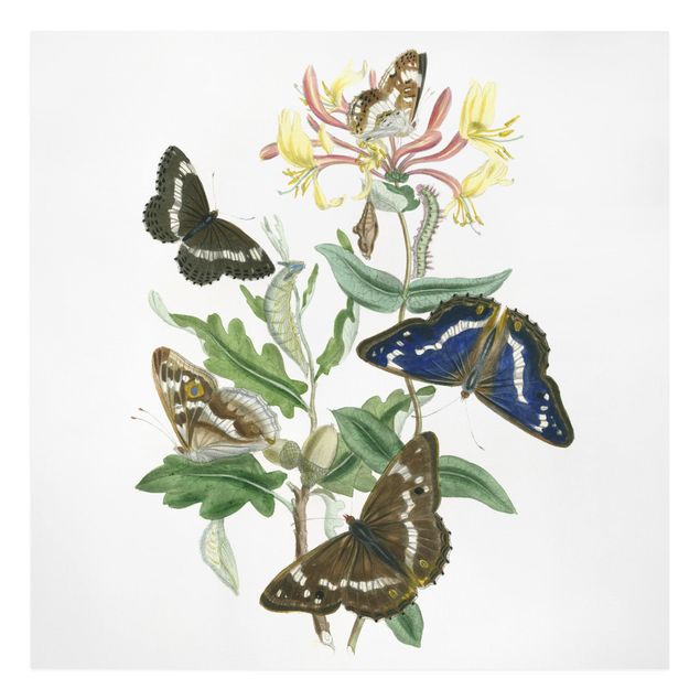 Print on canvas - British Butterflies IV