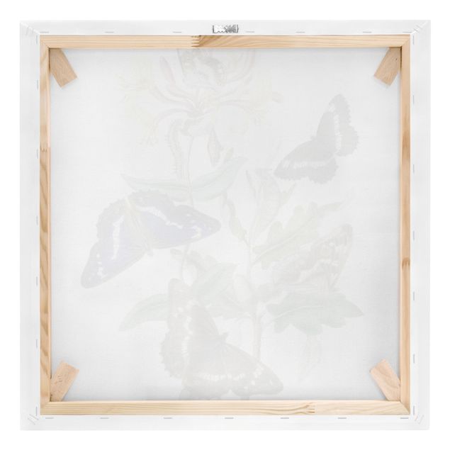 Print on canvas - British Butterflies IV