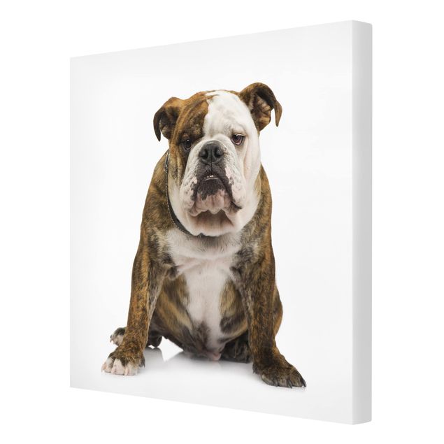 Print on canvas - Bulldog