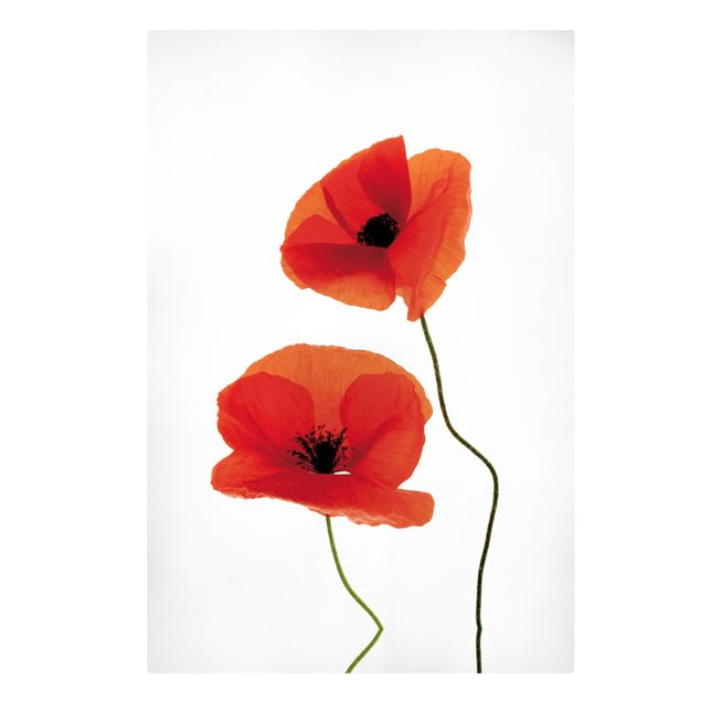 Print on canvas - Charming Poppies