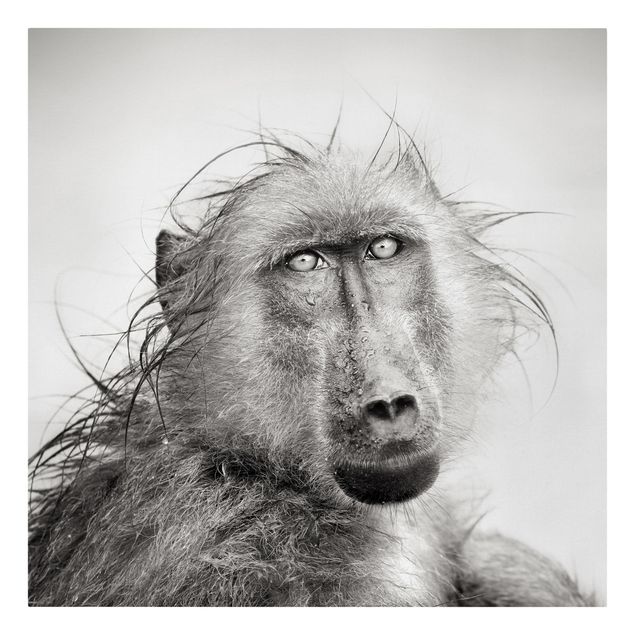 Print on canvas - Crying Baboon
