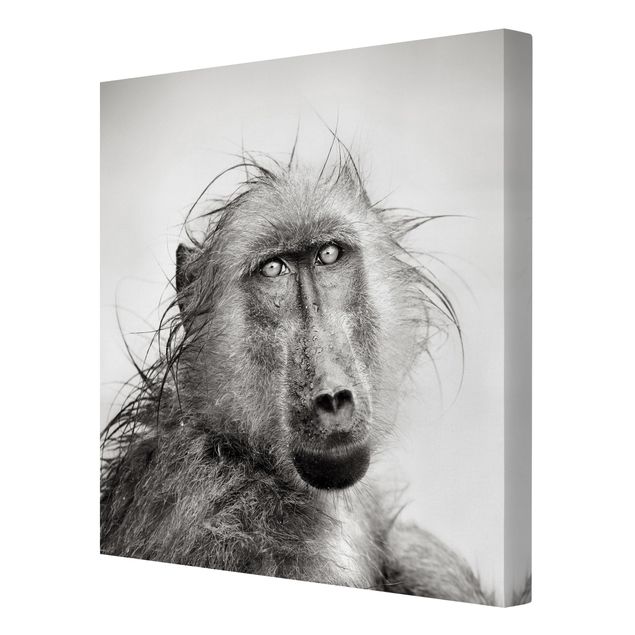 Print on canvas - Crying Baboon