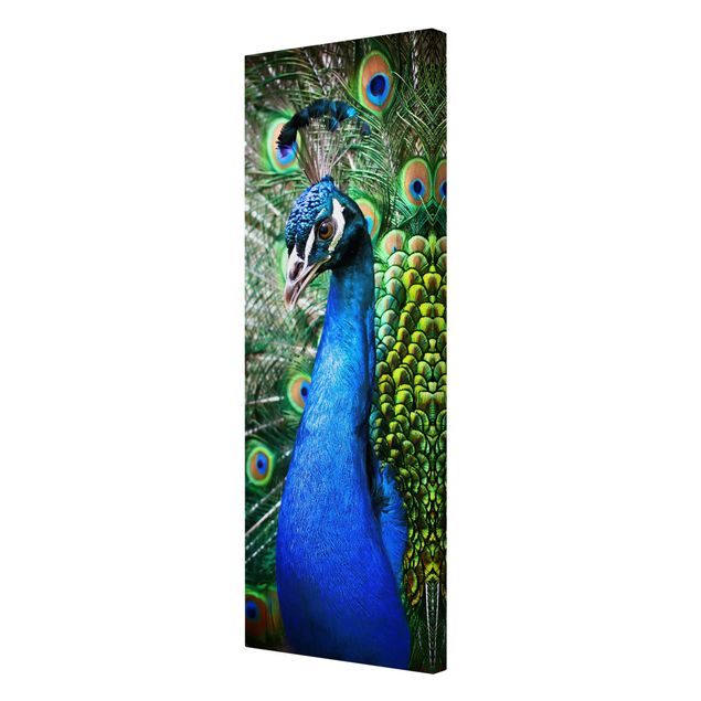 Print on canvas - Noble Peacock