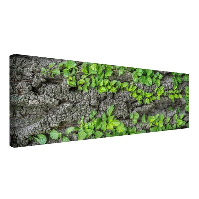 Print on canvas - Ivy Tendrils Tree Bark