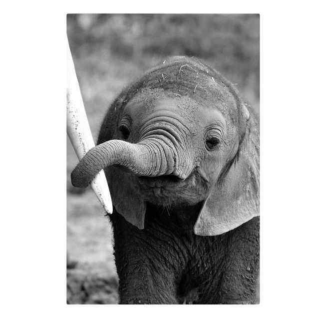Print on canvas - Baby Elephant