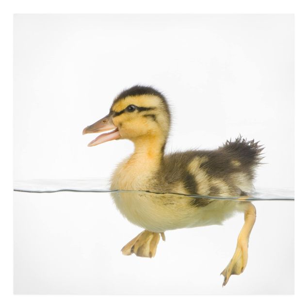 Print on canvas - Duckling I
