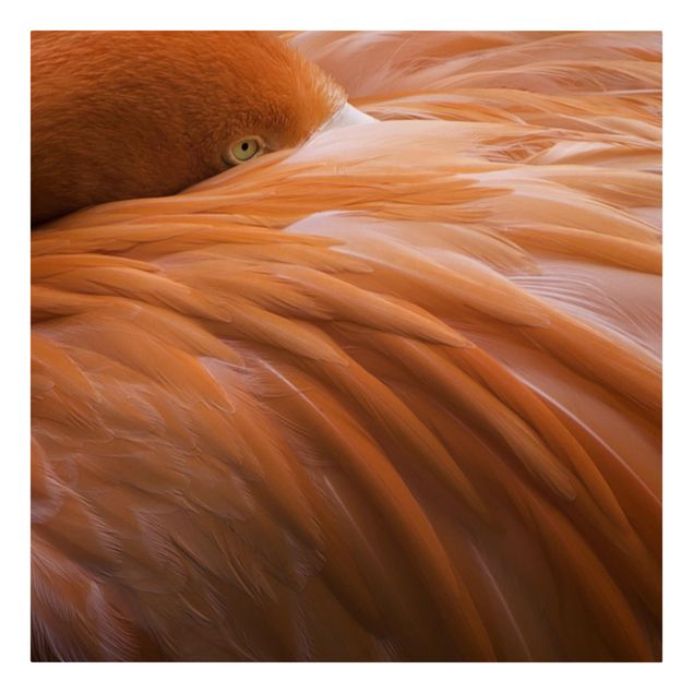 Print on canvas - Flamingo Feathers