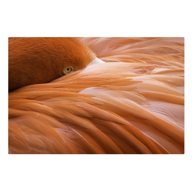 Print on canvas - Flamingo Feathers